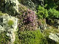 2014 Edinburgh 2014-07-09 074